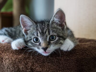Katze