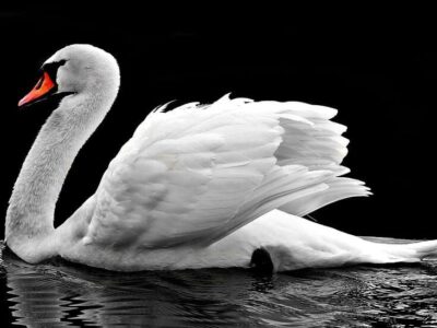 Schwan
