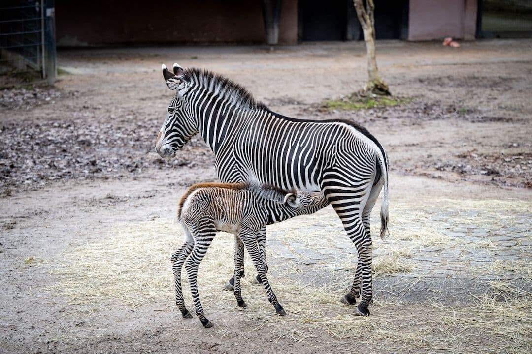 Das Fohlen ist der erste Nachwuchs von Stute Linda. Die Mutter hat es von Beginn an gesäugt und kümmert sich fürsorglich. Bildnachweis: Tiergarten Nürnberg/ Thomas Hahn