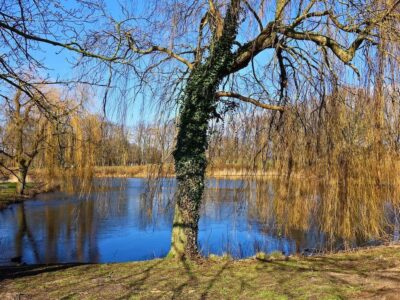 Trauerweide