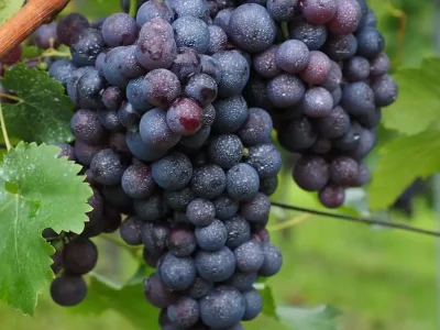 Weinrebe