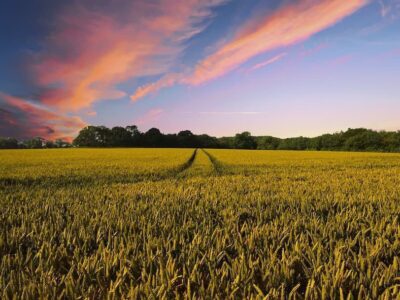 Landwirtschaft