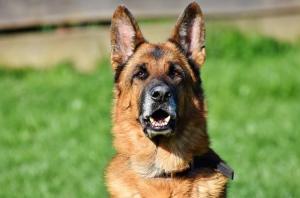 Hund beißt Landwirt – Streitigkeit über Parkplatz endet im Krankenhaus