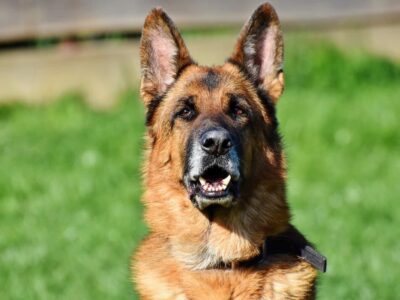 Schäferhund