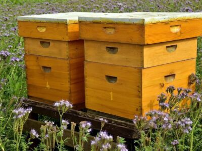 Bienenstock
