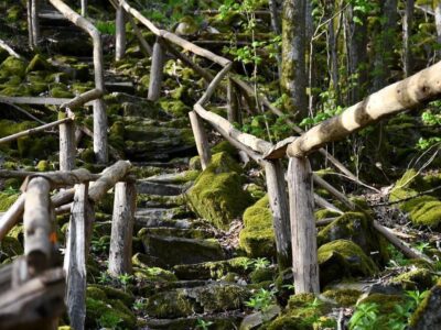 In diesen wertvollen Lebensräumen bleibt die Natur ganz sich selbst überlassen. / Foto: Lea Hohmann