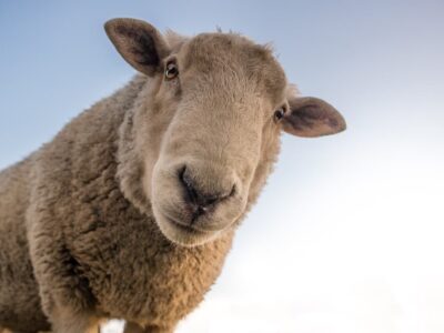 Merinoschaf