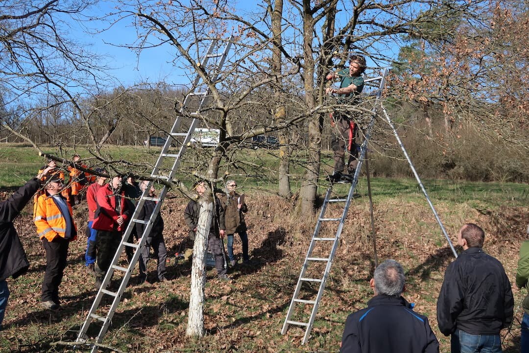 Micha Specht (auf der Leiter) erklärt was beim Obstbaumschnitt zu beachten ist. Foto: Lukas Bandorf