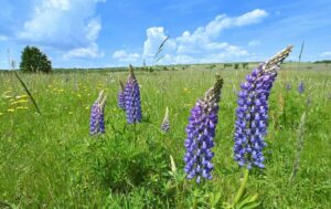Die Lupine ist eine akute Bedrohung für die Rhöner Bergwiesen. Das LIFE-Projekt ergreift aktiv Maßnahmen, um die Artenvielfalt der Wiesen langfristig zu erhalten. / Foto: Arnulf Müller