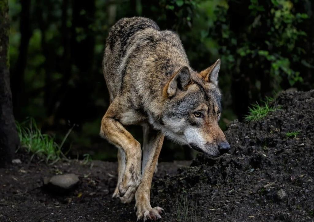 Wolfssichtung bei Bergrheinfeld – Zweifelsfreier Nachweis liegt aktuell nicht vor