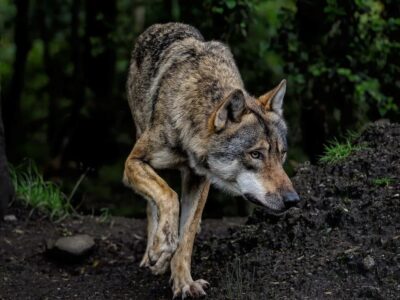 Wolf