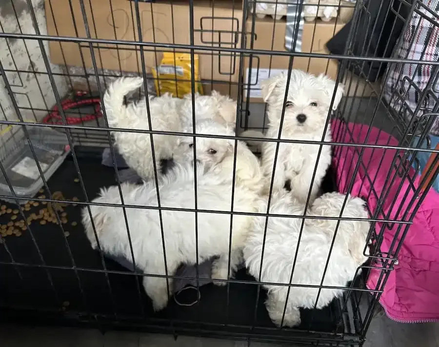 Mehrere sichergestellte Hundewelpen in einer Transportbox nach Zollkontrolle auf der A3 bei Schweinfurt 2025