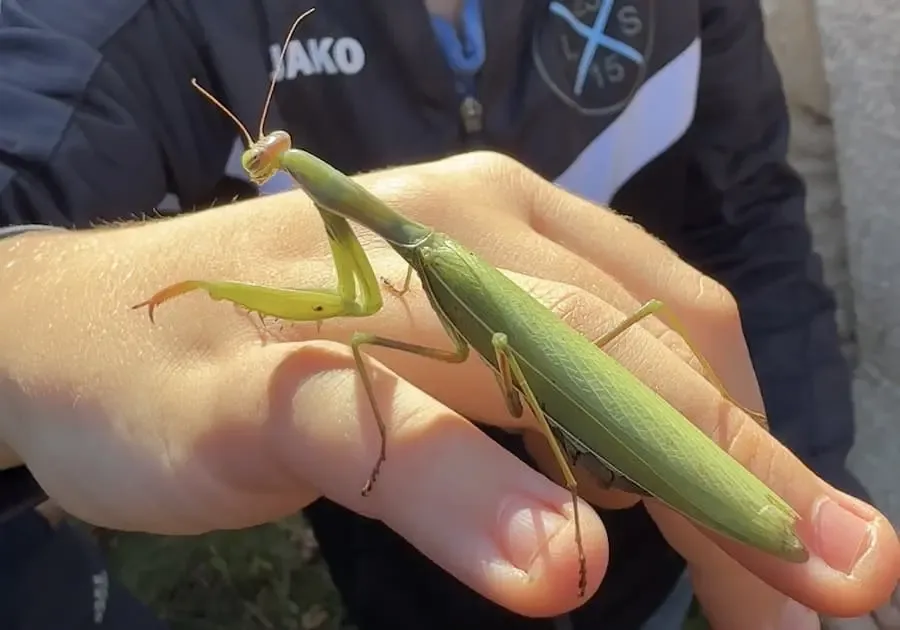 Erster Fund einer Europäischen Gottesanbeterin im Landkreis Haßberge – Schüler der Naturparkschule Hofheim entdecken geschütztes Insekt auf Streuobstwiese.