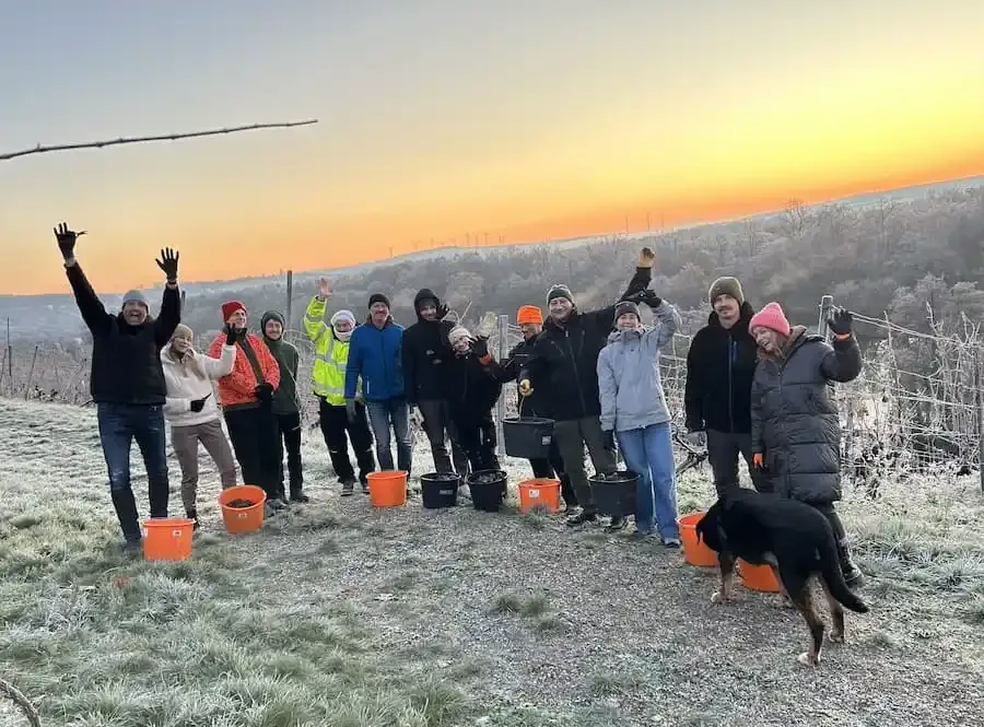 Ernteteam des Weinguts Dahms bei der Eisweinlese 2025 an der Peterstirn in Schweinfurt im Morgengrauen