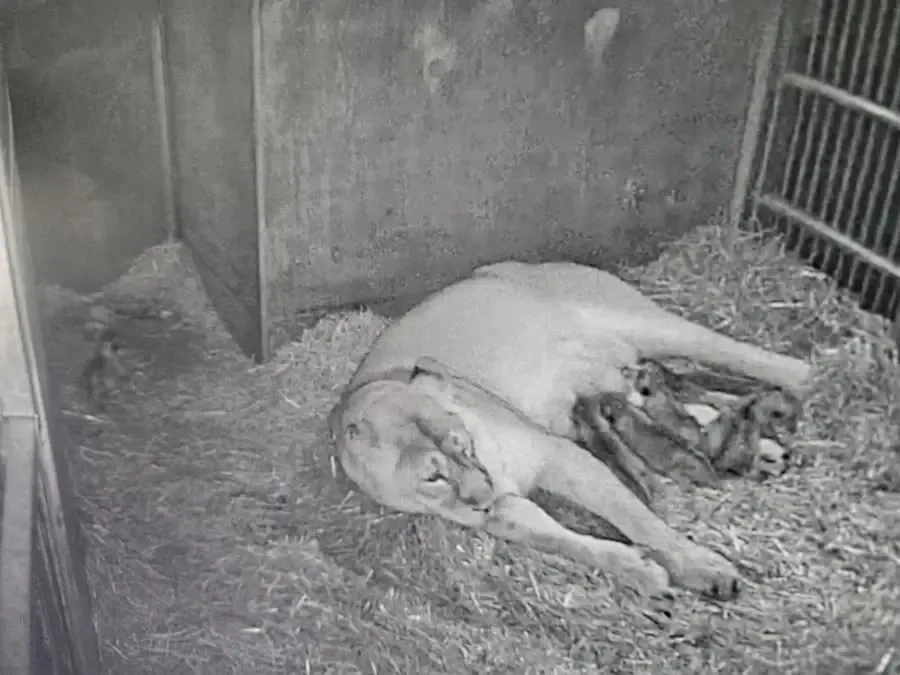 Löwin Aarany mit ihren neugeborenen Jungtieren im Tiergarten Nürnberg bei der Aufzucht der Asiatischen Löwen