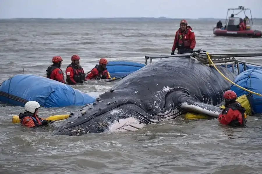 Buckelwal Timmy in der Ostsee bei Rettungsversuch mit Einsatzkräften und Pontons im flachen Wasser