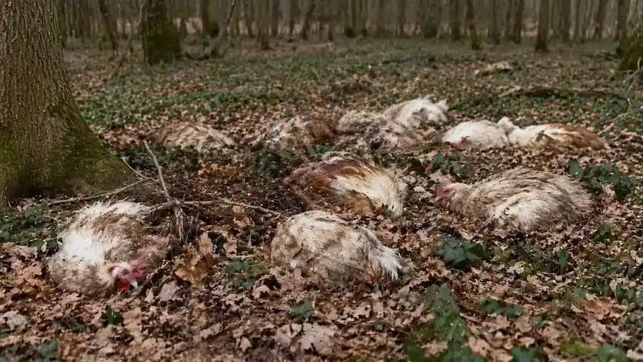 Illegale Entsorgung von toten Hühnern im Landkreis Rhön-Grabfeld am Waldrand bei Sulzdorf und Sternberg entdeckt