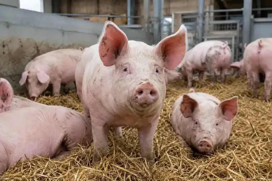 Schweine in einem modernen Stall – die heimische Schweinehaltung steht aufgrund niedriger Marktpreise unter Druck.