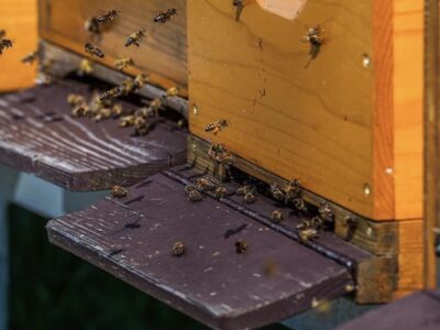 Bienenschwarm