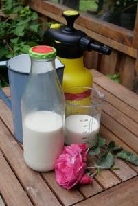 Milch als Hausmittel gegen echten Mehltau, Foto: Brigitte Goss/Landratsamt Schweinfurt