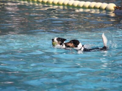 Dog Day