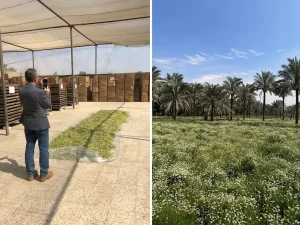 Kamille bezieht Kräuter Mix vor allem aus Ägypten, wo Kategorie Manager Ulrich Beuerle und Mitarbeitende aus seinem Einkaufs-Team von Kräuter Mix regelmäßig Besuche abstatten. Foto: Sigrid Gamisch / Kräuter Mix GmbH