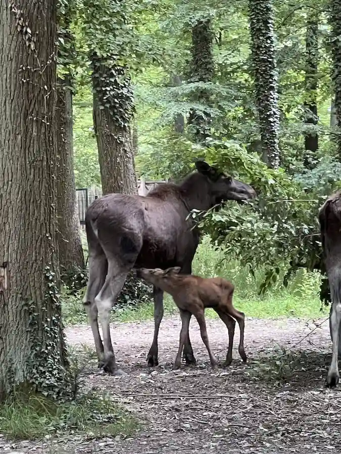 Schweinfurt NEWS besuchte das neugeborene Elchkalb im Wildpark an den Eichen