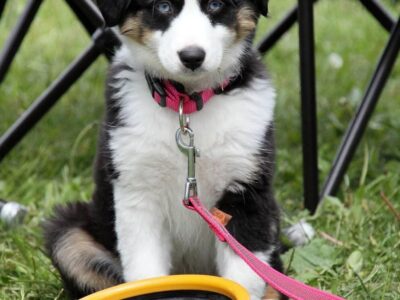 Hundewelpe