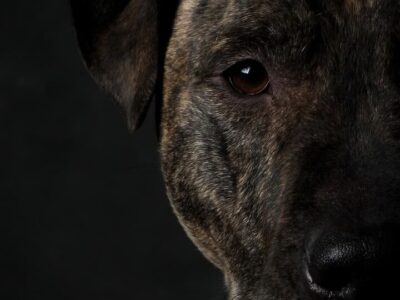 Kampfhund