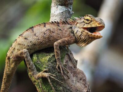 Leguan