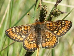 Die Gebietskulisse beheimatet zahlreiche seltene Tier- und Pflanzenarten, wie den Goldenen Scheckenfalter / Foto: Göran Roeder