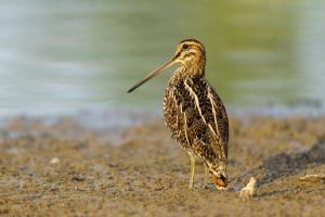 Auch die Vogelart Bekassine hat hier ihre Heimat gefunden. / Foto 6: Pröhl Fokus Natur