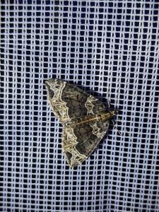 Dunkelbrauner Haarbüschelspanner (Eulithis prunata) am Leuchtschirm / Foto: Tina Bauer