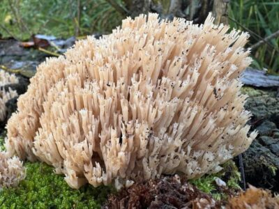 Seltene Becherkoralle in der Kernzone Lösershag in der Bayerischen Rhön. / Fotos: Naturpark-Ranger Leonard Helfrich und Karl-Heinz Kolb
