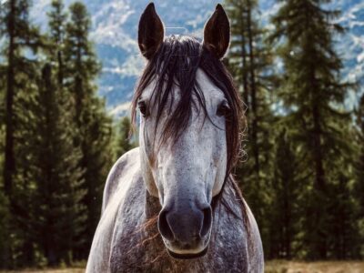 Pferd