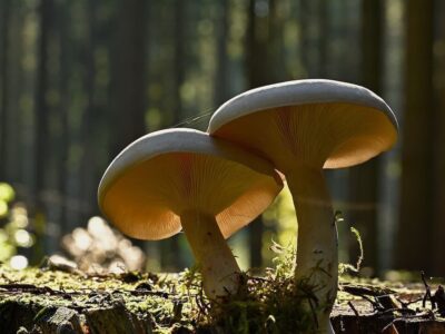 Pilze